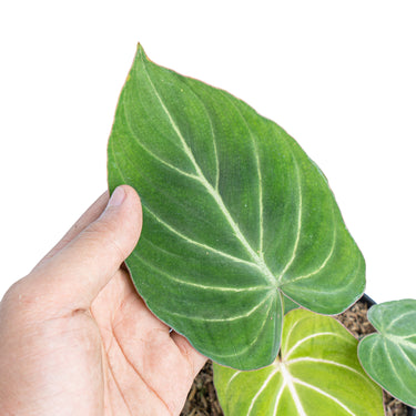 Philodendron gloriosum white veins - Plantstop.us