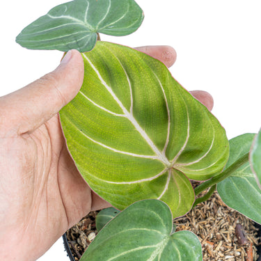 Philodendron gloriosum white veins - Plantstop.us