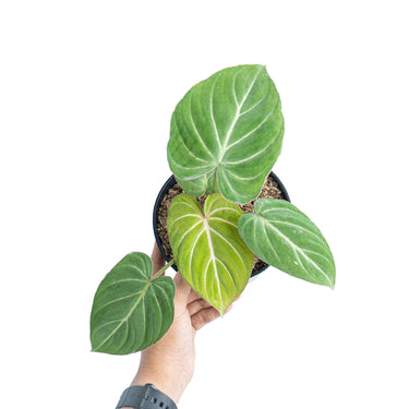 Philodendron gloriosum white veins - Plantstop.us