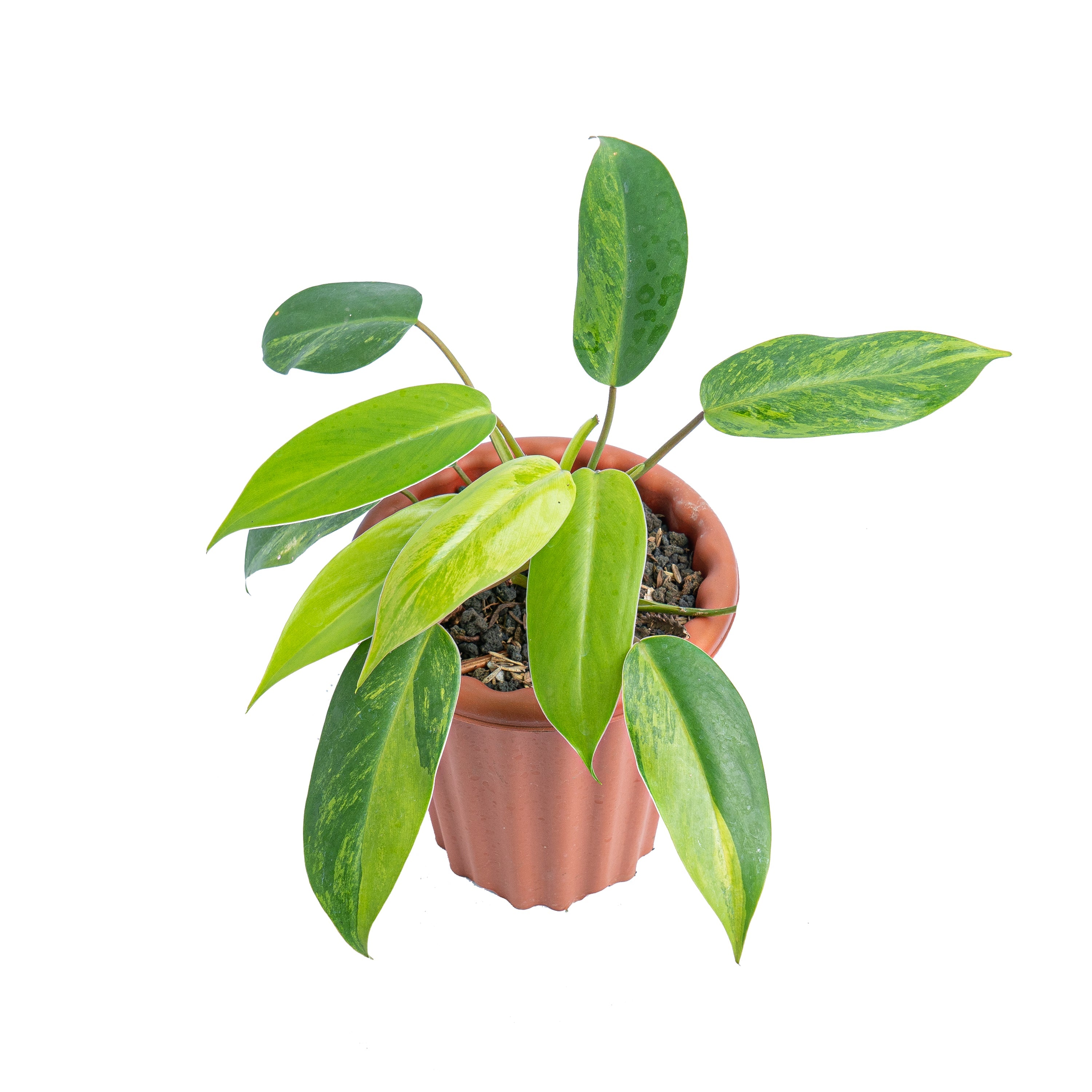 philodendron avocado shake Philodendron avocado shake