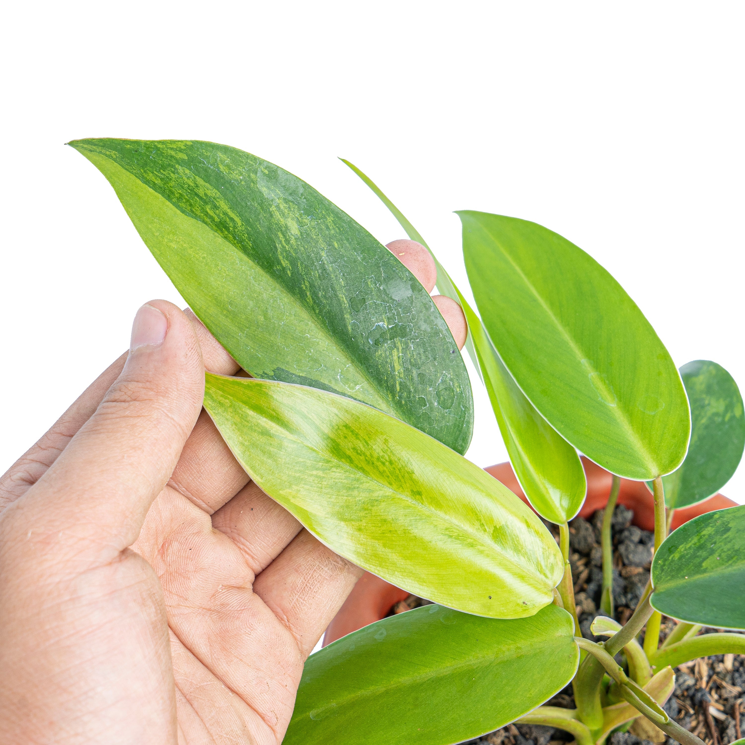 philodendron avocado shake Philodendron avocado shake
