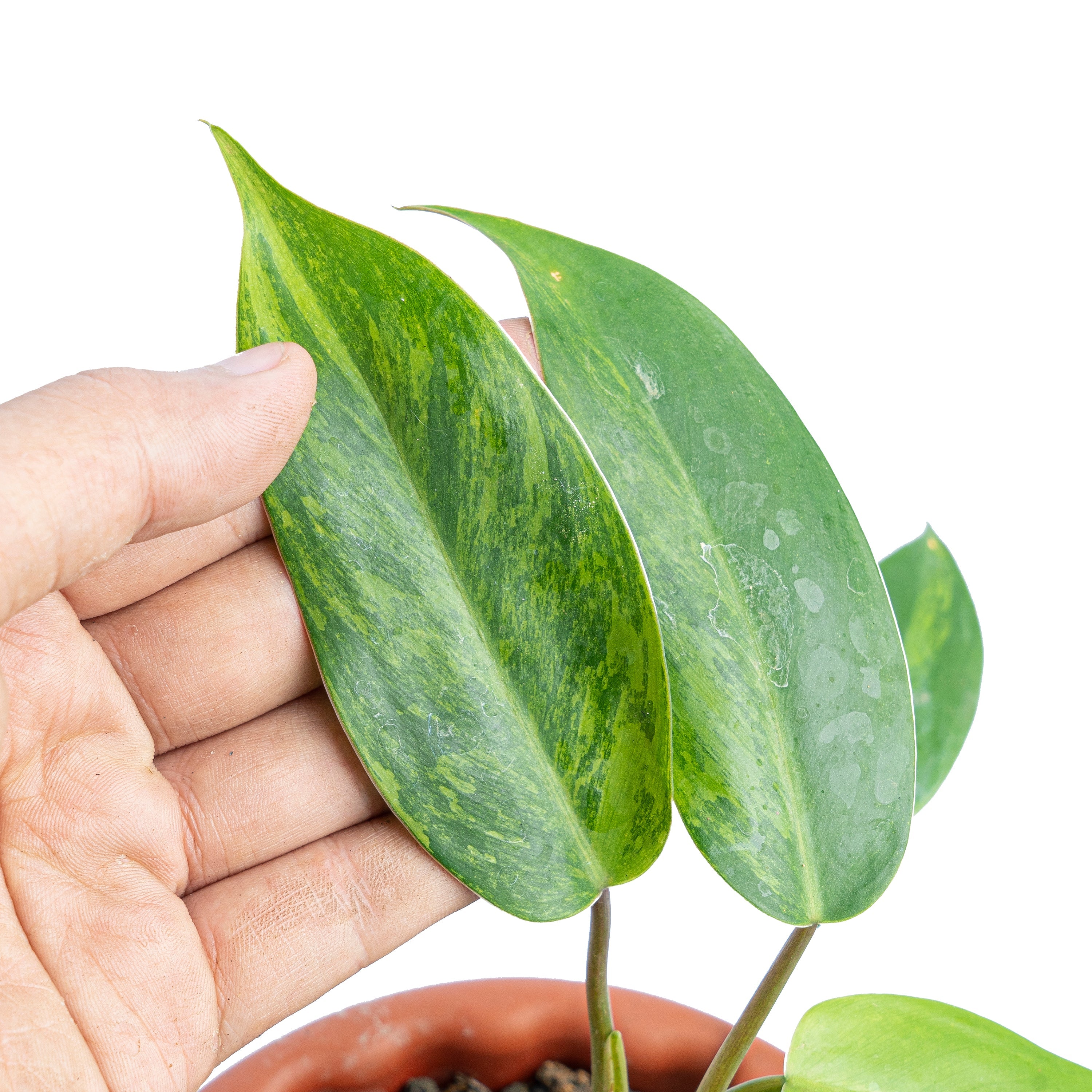 philodendron avocado shake Philodendron avocado shake