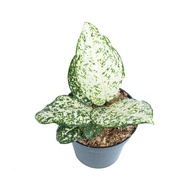 Aglaonema morodoklok - Plantstop.us
