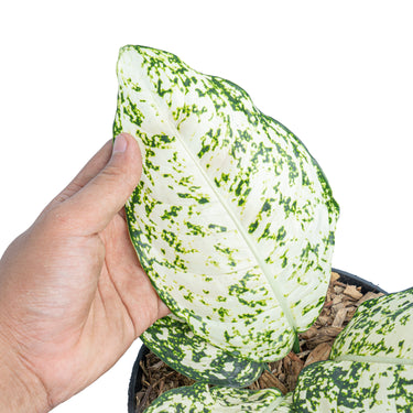 Aglaonema morodoklok - Plantstop.us