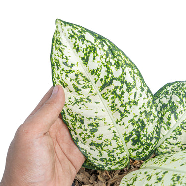Aglaonema morodoklok - Plantstop.us