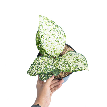 Aglaonema morodoklok - Plantstop.us