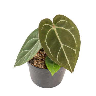Anthurium hu x portillae - Plantstop.us
