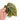 Anthurium hu x portillae