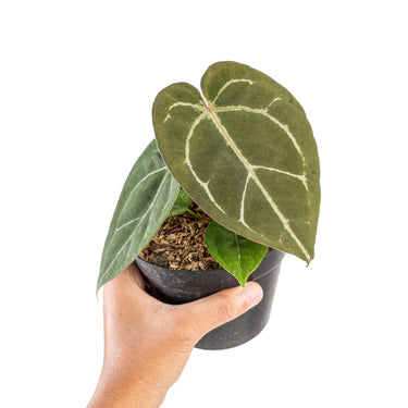 Anthurium hu x portillae - Plantstop.us