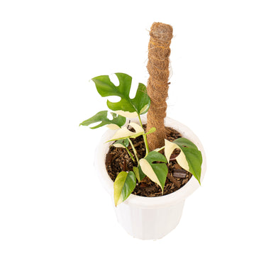 Rhaphidophora Tetrasperma Variegated