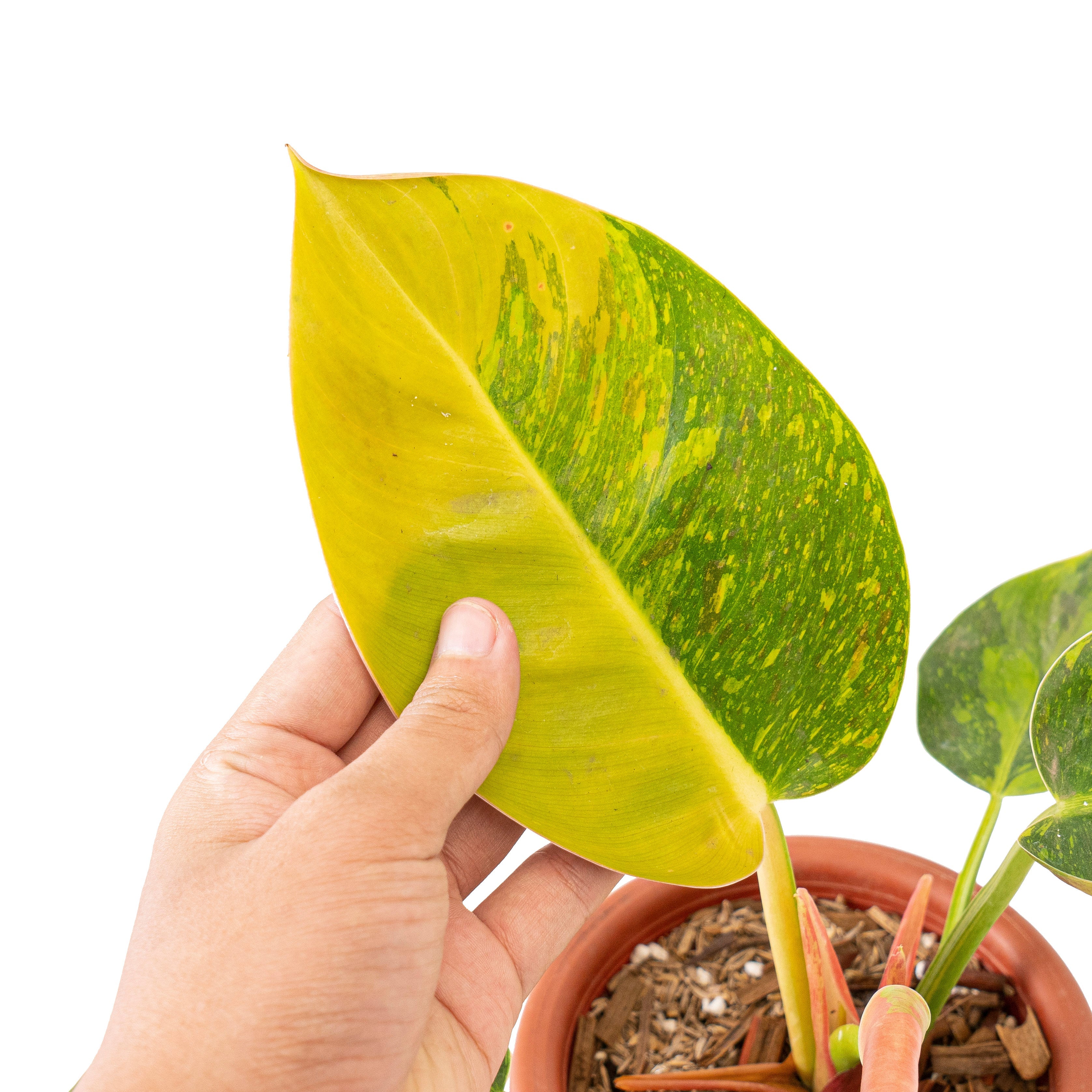 philodendron green congo marble variegated Philodendron Green congo marble variegated – Plantstop.us
