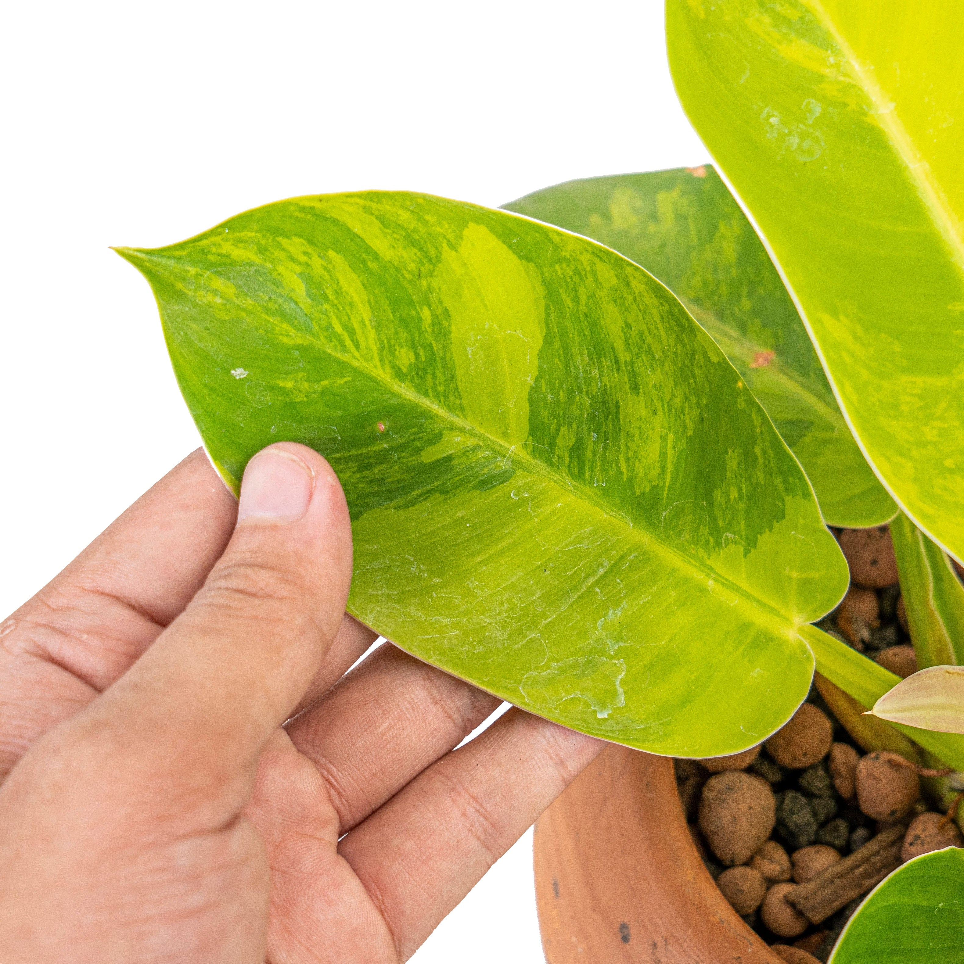 variegated philodendron moonlight Philodendron moonlight variegated