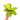 Philodendron moonlight variegated