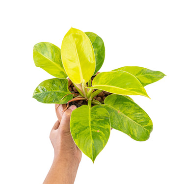 Philodendron moonlight variegated
