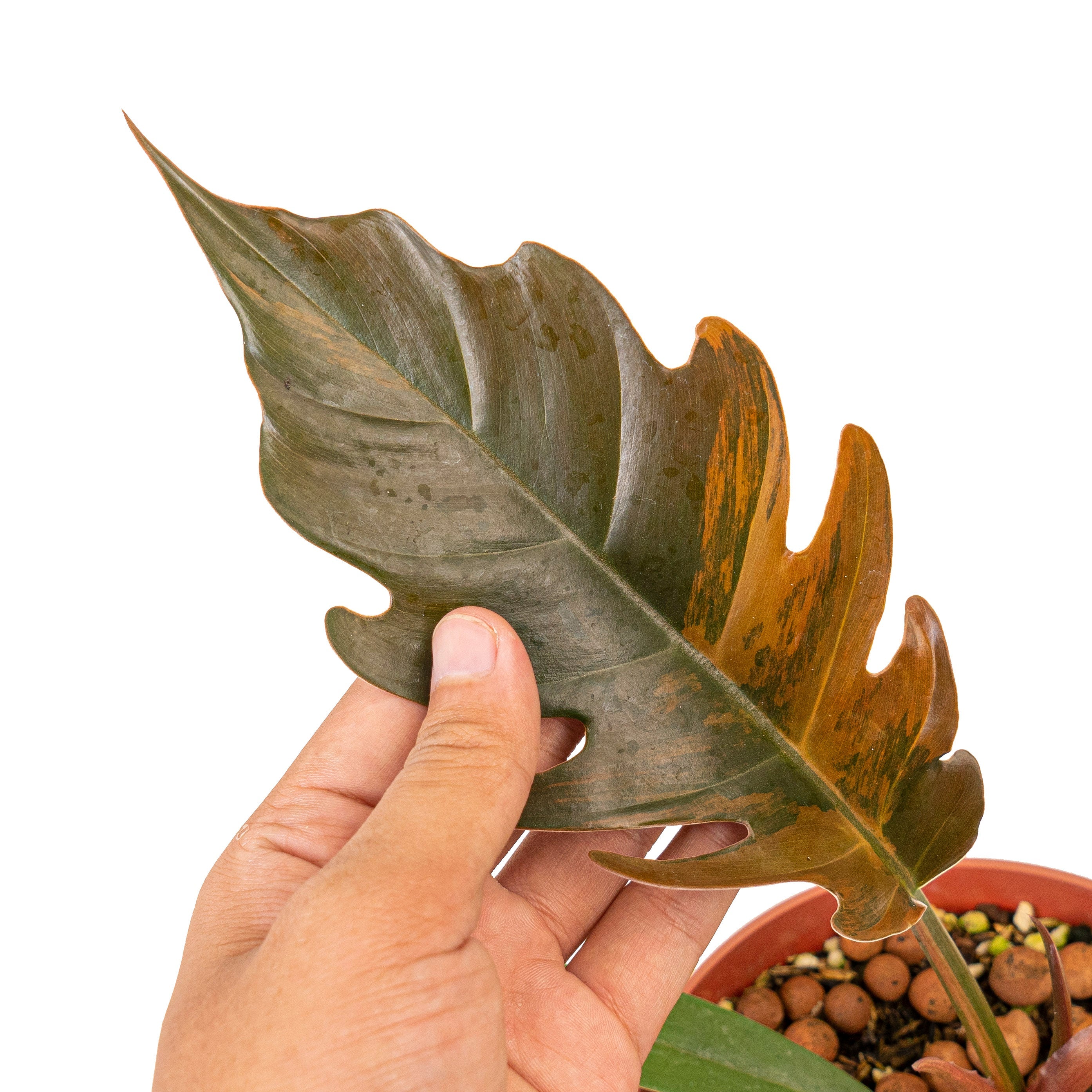 philodendron caramel marble price Philodendron caramel marble variegated – Plantstop.us