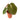 Anthurium king of spades Mature size