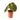 Anthurium king of spades Mature size