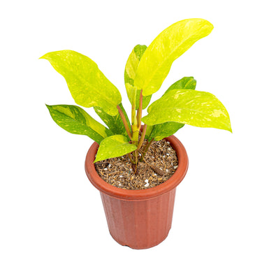Philodendron Thai Sunrise