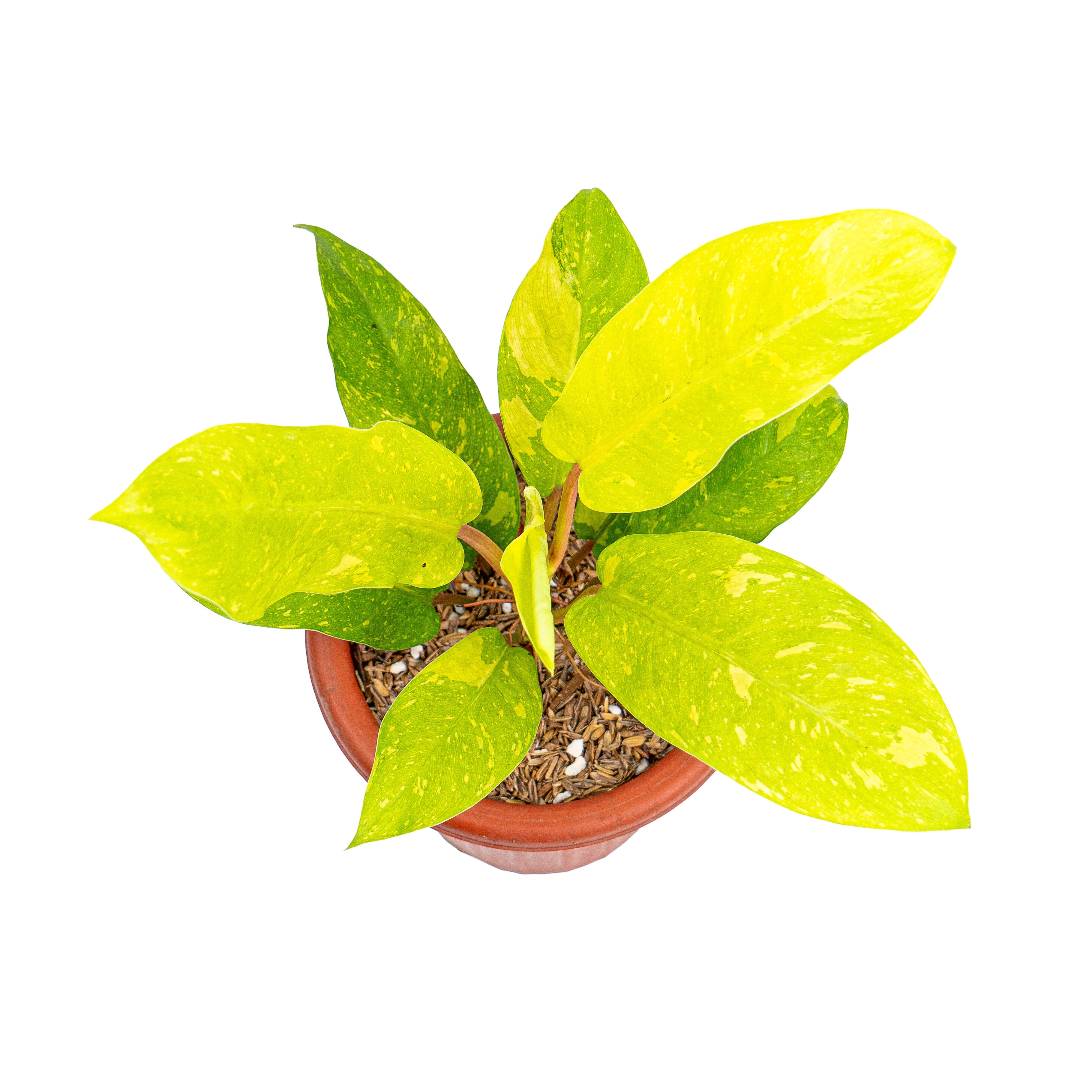 thai sunrise philodendron Philodendron Thai Sunrise – Plantstop.us
