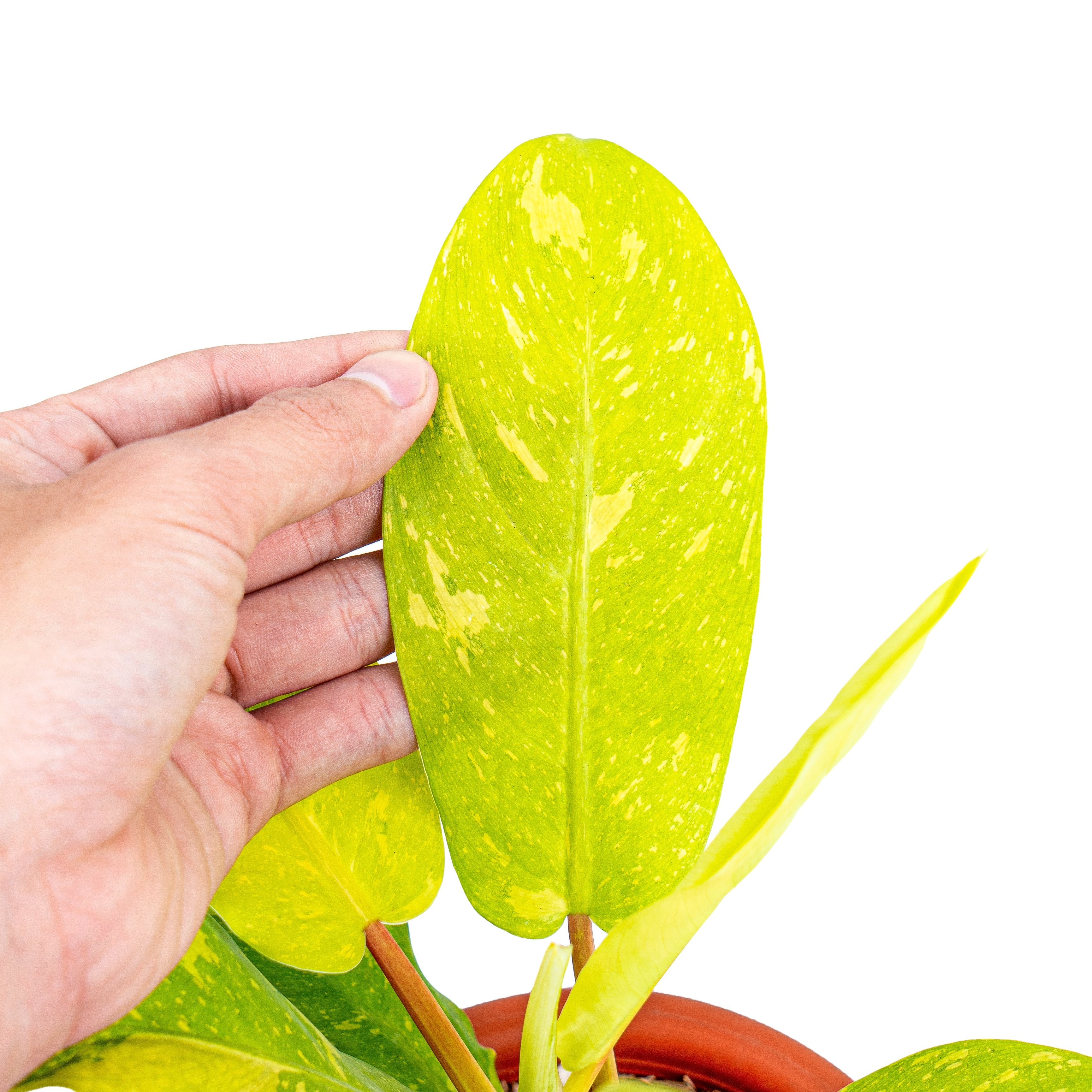 philodendron thai sunrise Philodendron Thai Sunrise – Plantstop.us