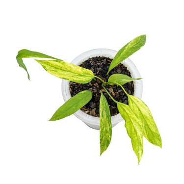 Anthurium vittarifolium variegated - Plantstop.us