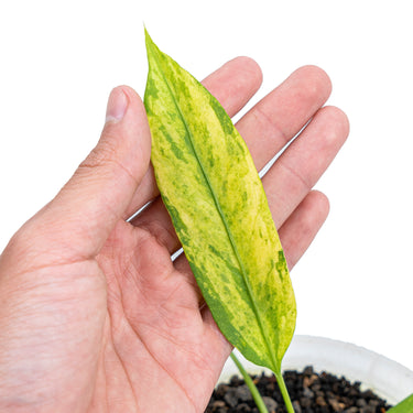Anthurium vittarifolium variegated - Plantstop.us
