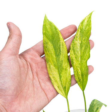 Anthurium vittarifolium variegated - Plantstop.us