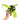 Anthurium vittarifolium variegated (Pre Order)