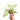 Syngonium Pink Salmon