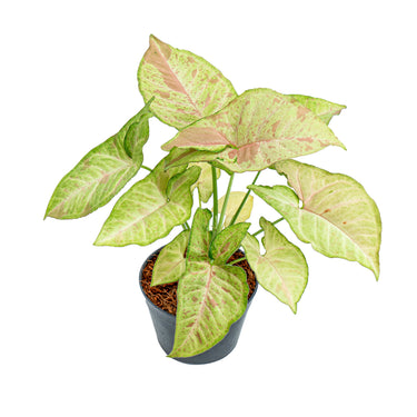 Syngonium Confetti