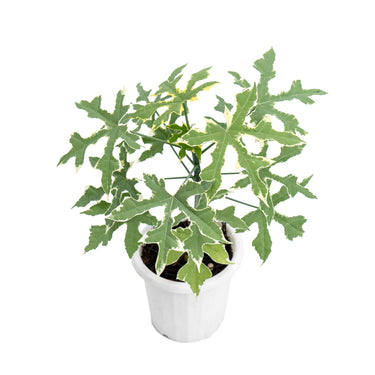 Cnidoscolus Aconitifolius Variegated - Plantstop.us