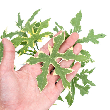 Cnidoscolus Aconitifolius Variegated - Plantstop.us