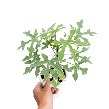 Cnidoscolus Aconitifolius Variegated - Plantstop.us