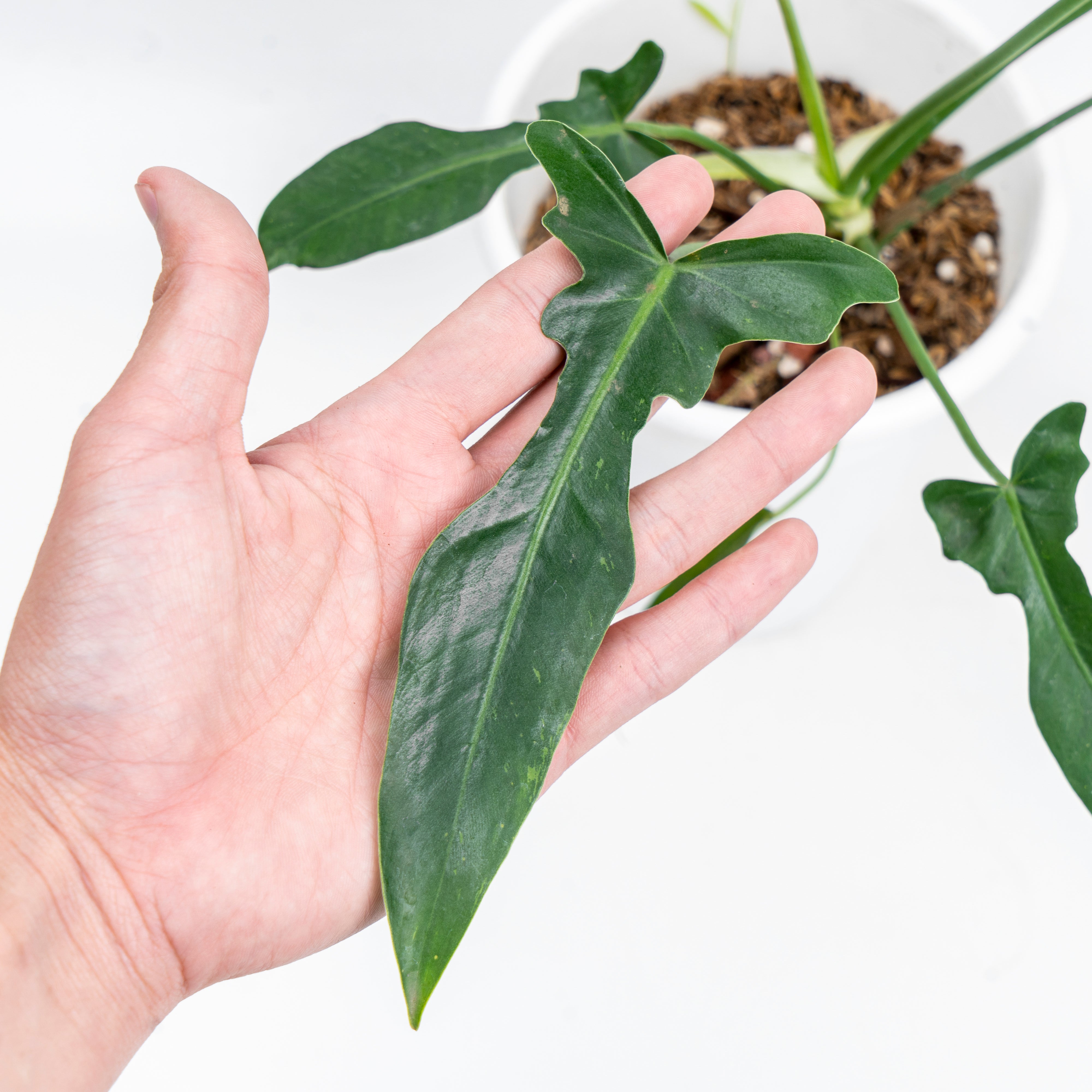 philodendron longilobatum Philodendron Longilobatum – Plantstop.us