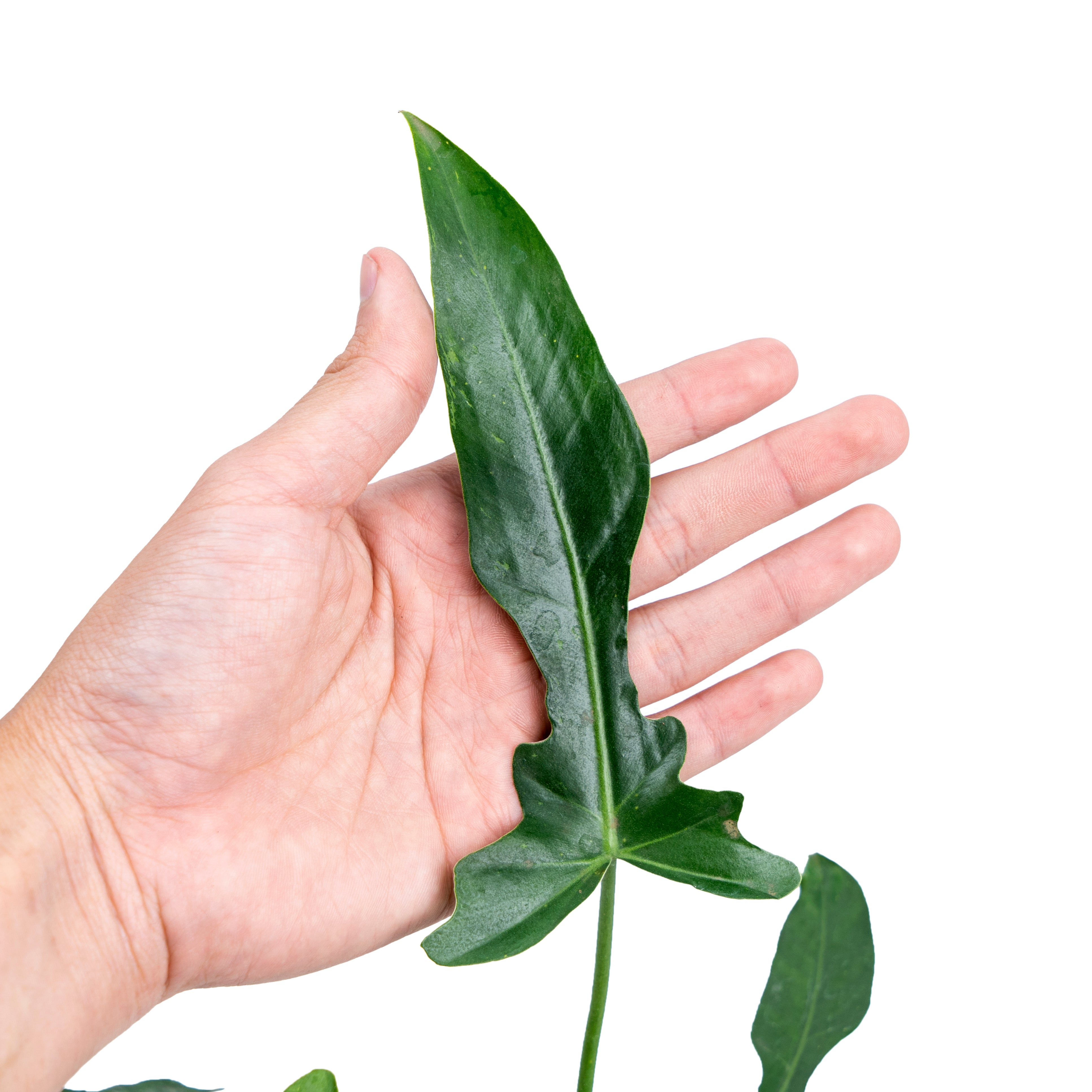 longilobatum philodendron Philodendron Longilobatum – Plantstop.us