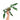 Philodendron Longilobatum
