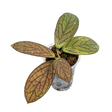 Hoya Sp Tanggamus