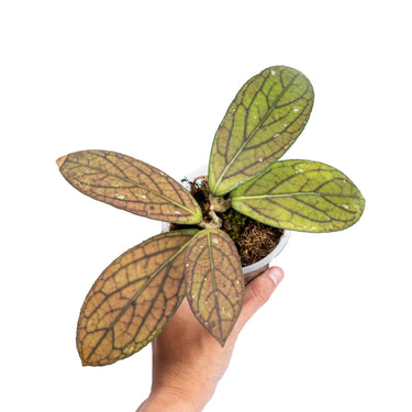 Hoya Sp Tanggamus