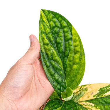 Monstera Karstenianum Variegated
