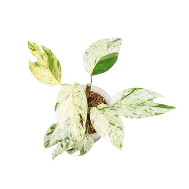 Epipremnum pinnatum marble variegated - Plantstop.us