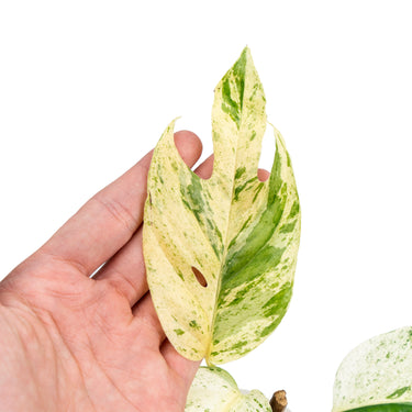 Epipremnum pinnatum marble variegated - Plantstop.us