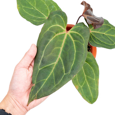 Anthurium papillilaminum red stem - Plantstop.us