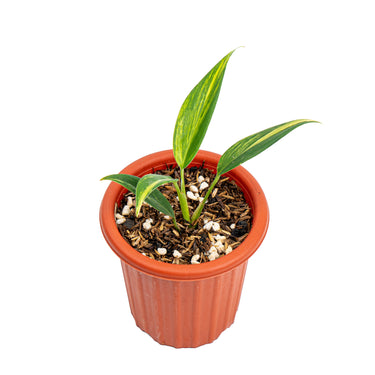 Scindapsus coreacus variegated