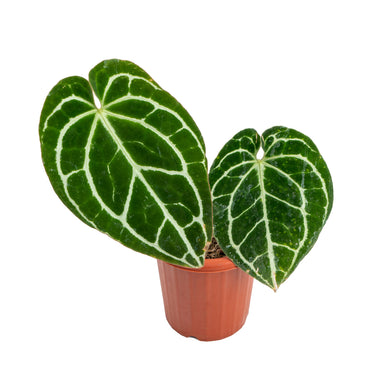 Anthurium crystallinum minahasa - Plantstop.us