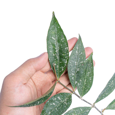 Hoya amicabilis