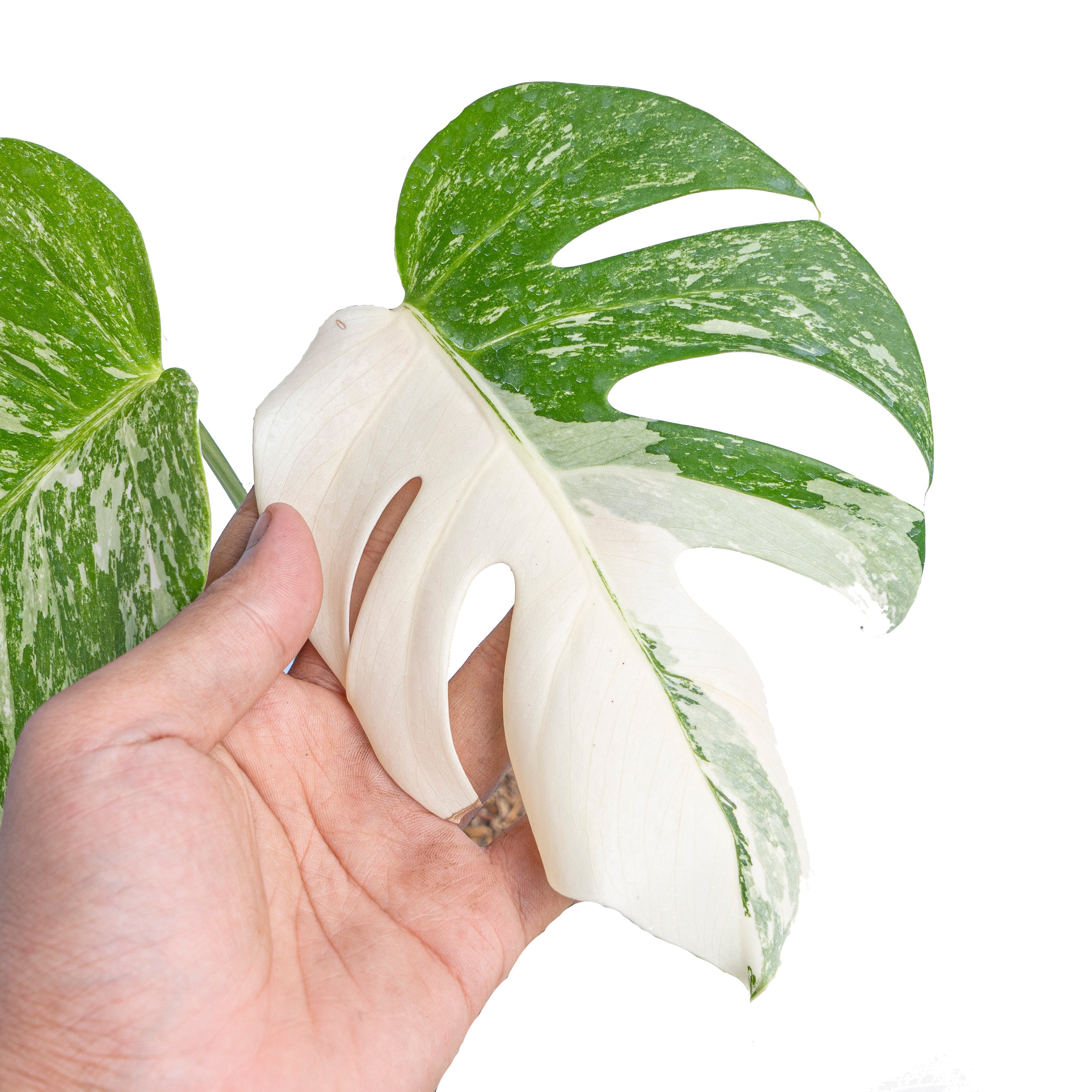 monstera tiger albo Monstera albo white tiger – Plantstop.us