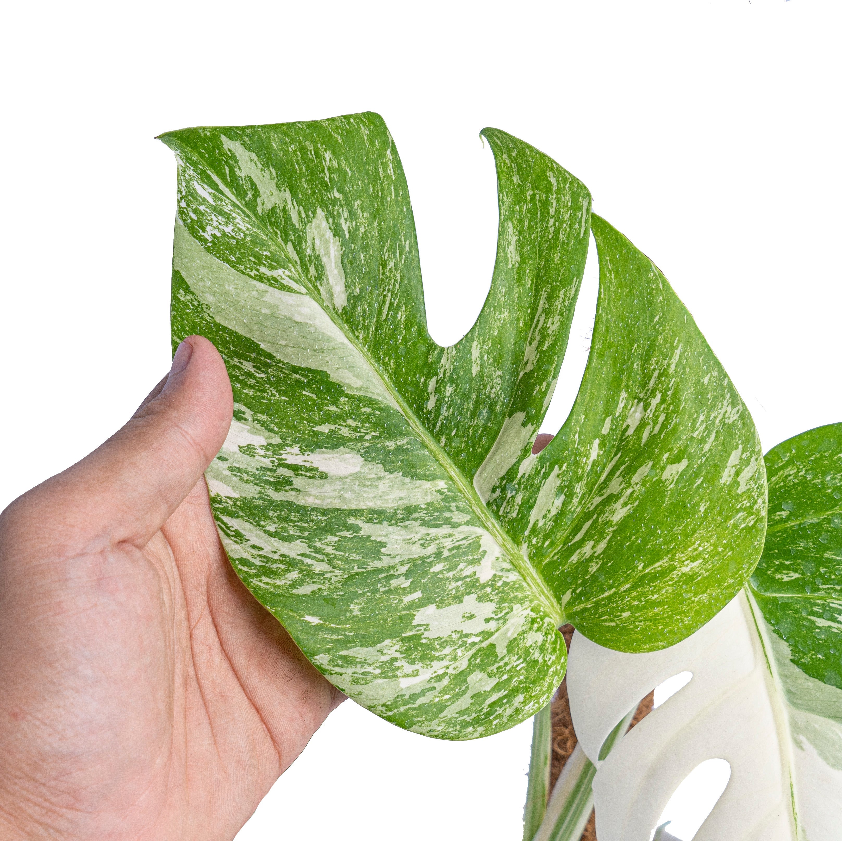 monstera white tiger Monstera albo white tiger – Plantstop.us
