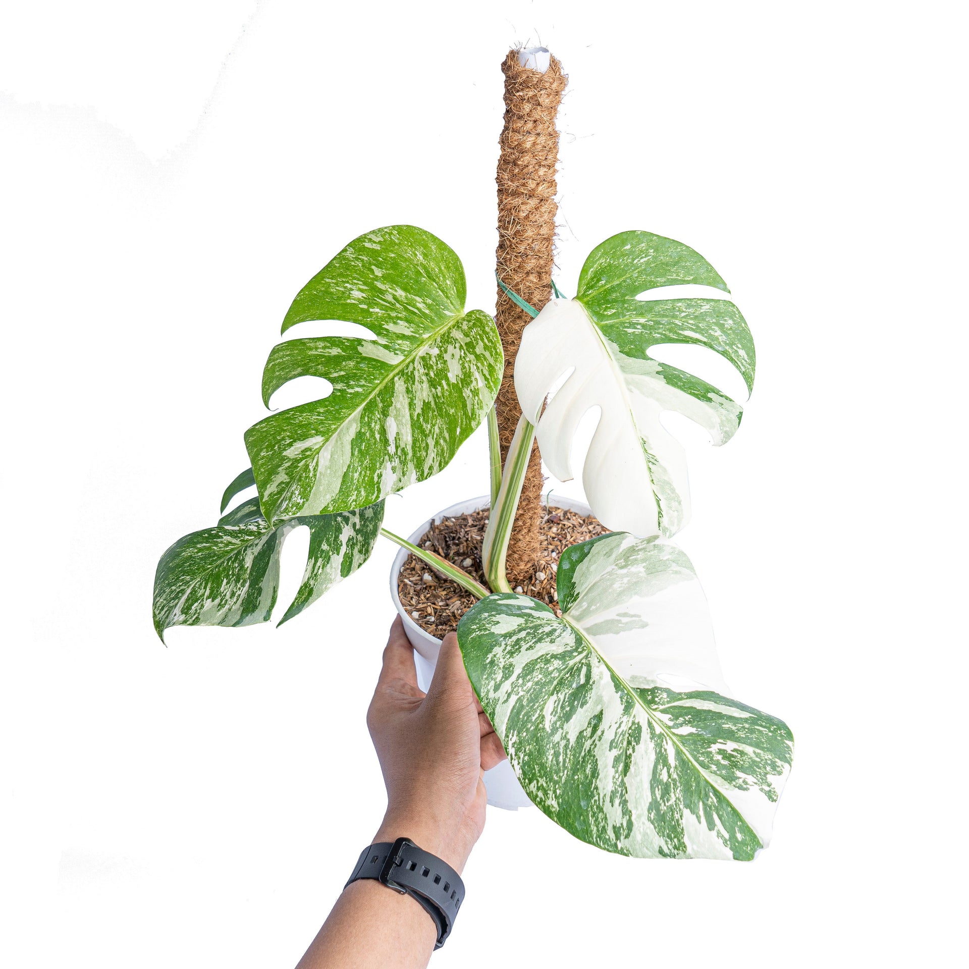 monstera white tiger plant Monstera albo white tiger – Plantstop.us