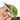 Philodendron pink princess marble