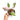 Philodendron pink princess marble